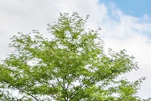 Site sign